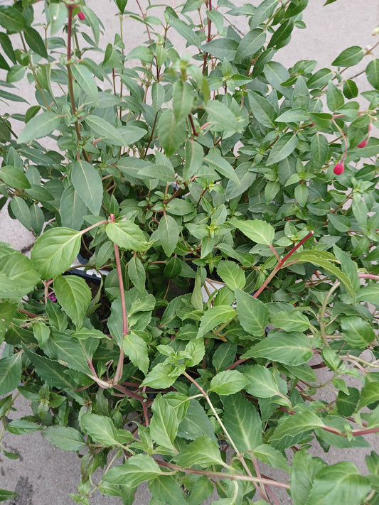 Fuchsia hardy In Varieties / Square / 2L / 17Cm