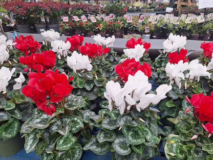 Cyclamen 'Halios' white / P17