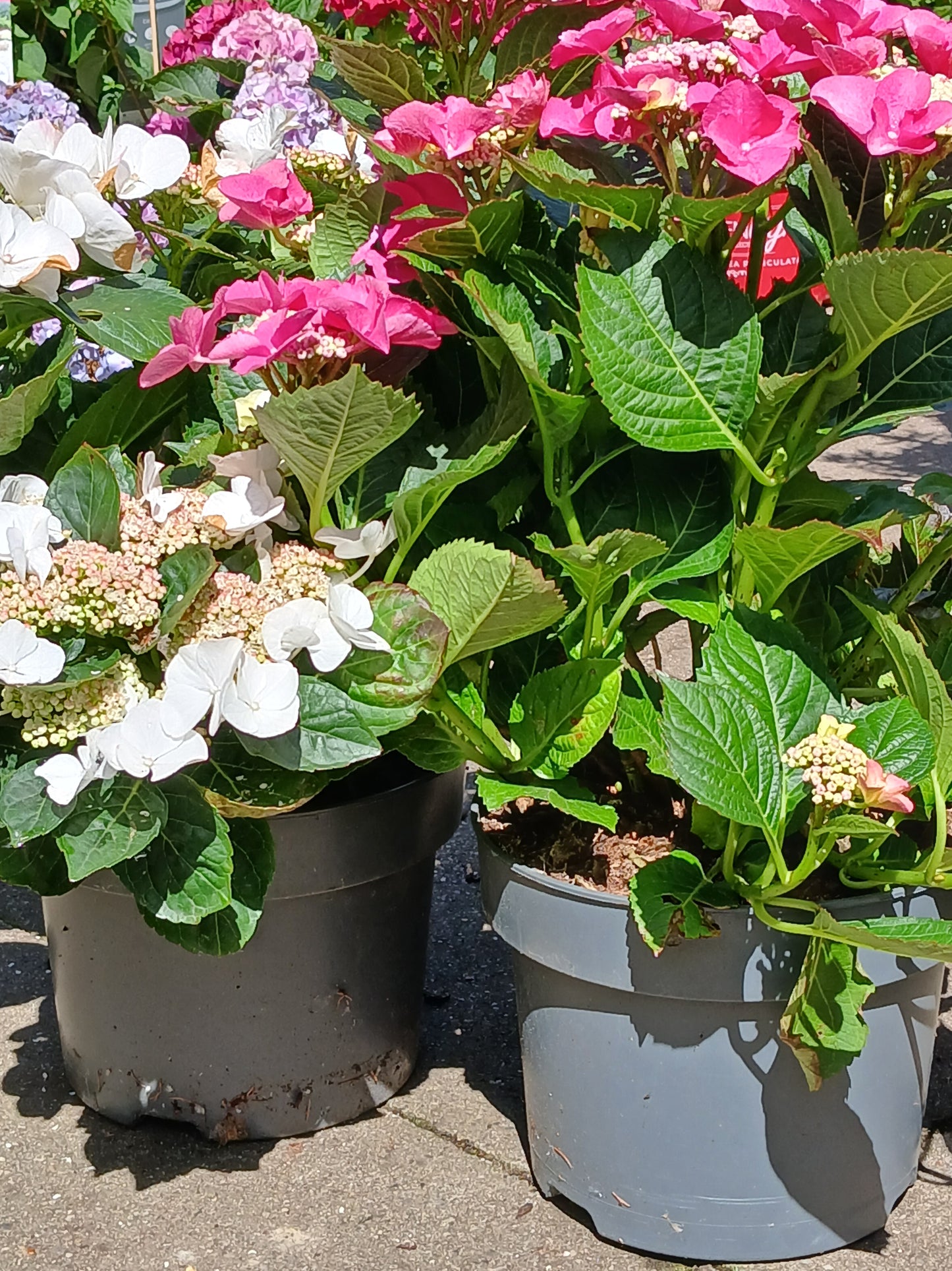 Hydrangea Lacecap / P23 (5 LTR)