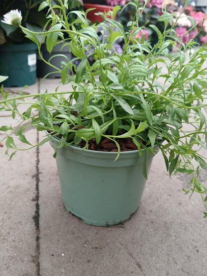 ERIGERON karvinskianus / 2 Litre