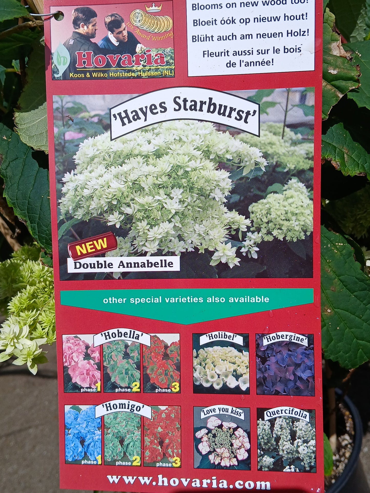 Hydrangea arbor. 'Hayes Starburst' / 3 Ltr pot