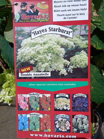 Hydrangea arbor. 'Hayes Starburst' / 3 Ltr pot