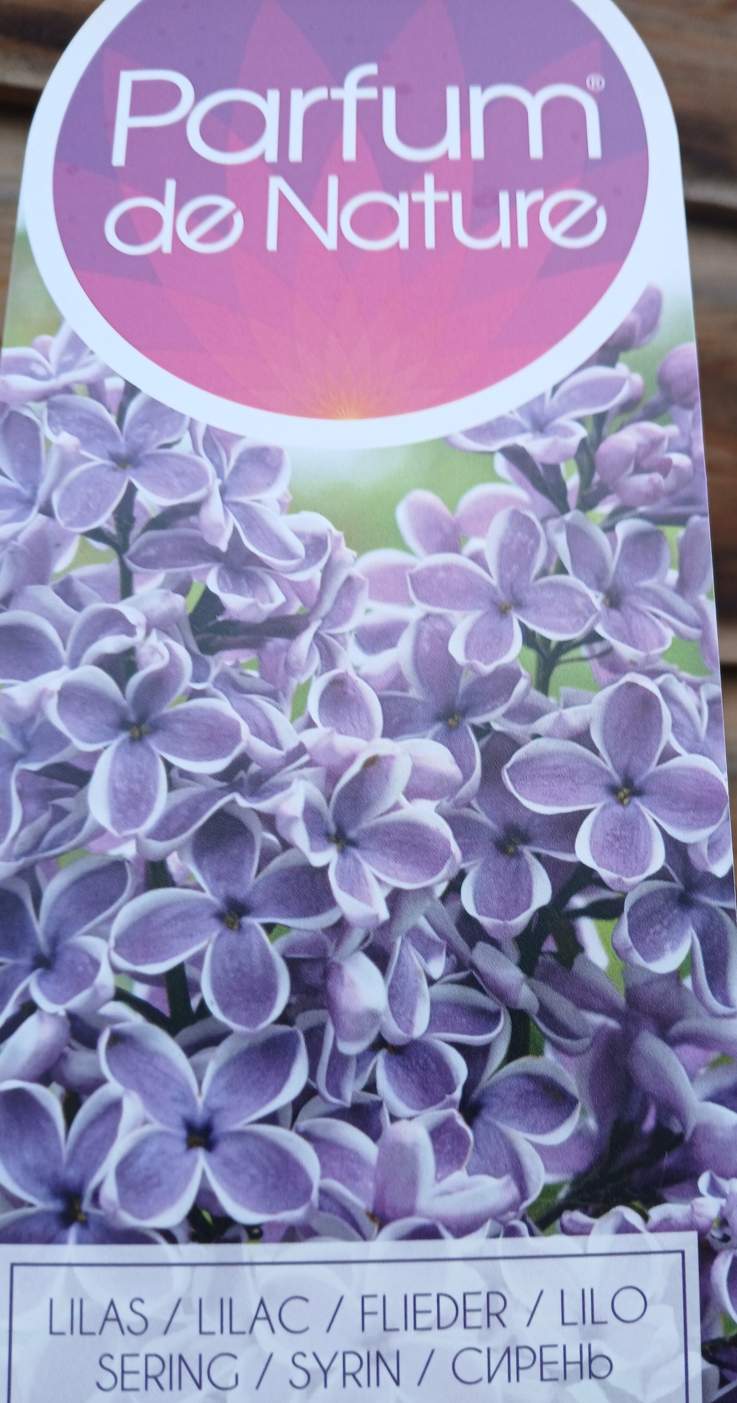 Syringa in varieties / P29 (10 Ltr)