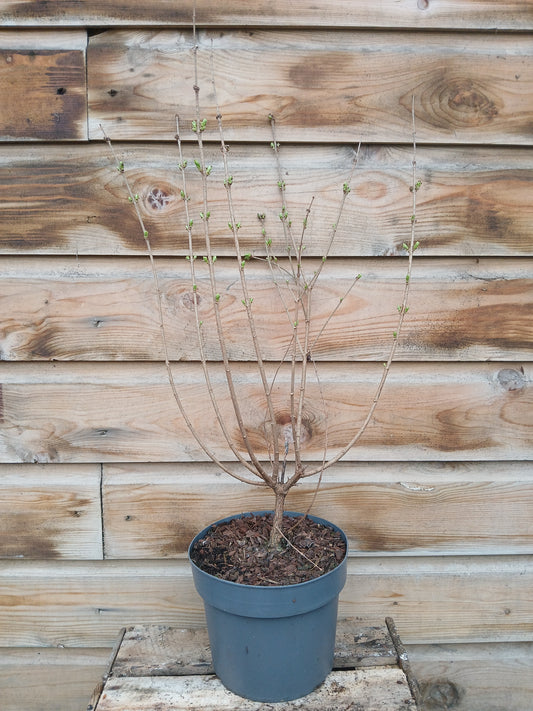 Syringa in Varieties / 3L / 19Cm
