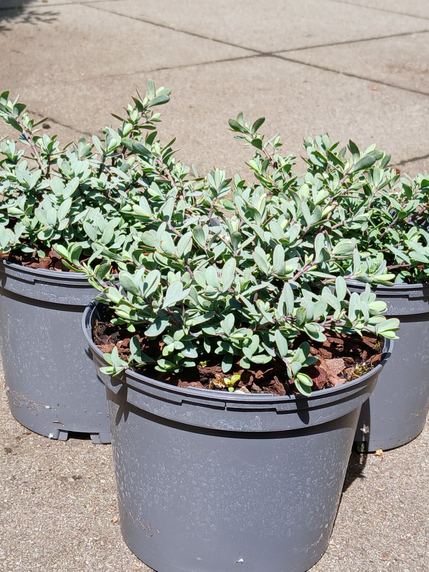 HEBE pinguifolia Pagei / 2 Litre