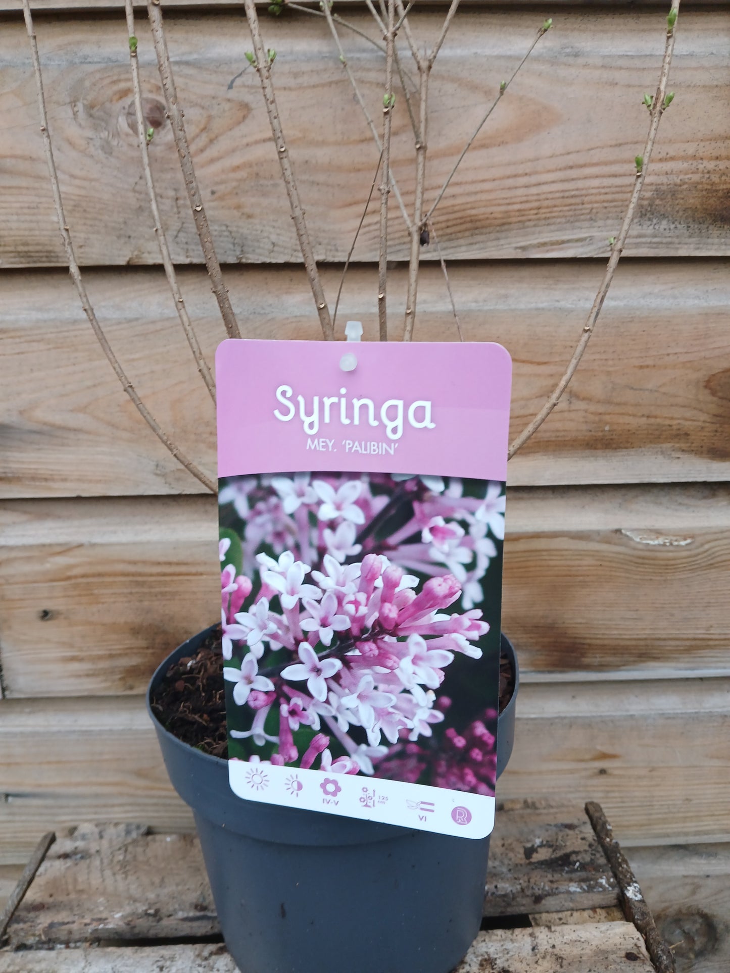Syringa in varieties / P19 (3 Ltr)