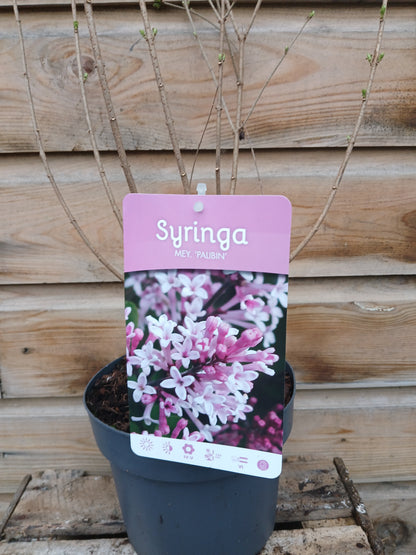 Syringa in varieties / P19 (3 Ltr)