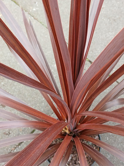 Cordyline Exclusive Mix / P17 (2 LTR) -