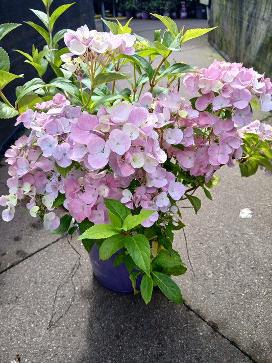 Hydrangea hybr. 'French Bolero® Blue' / (3.5 - Ltr) / 20Cm