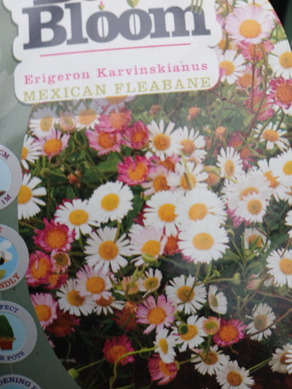 ERIGERON karvinskianus / 2 Litre
