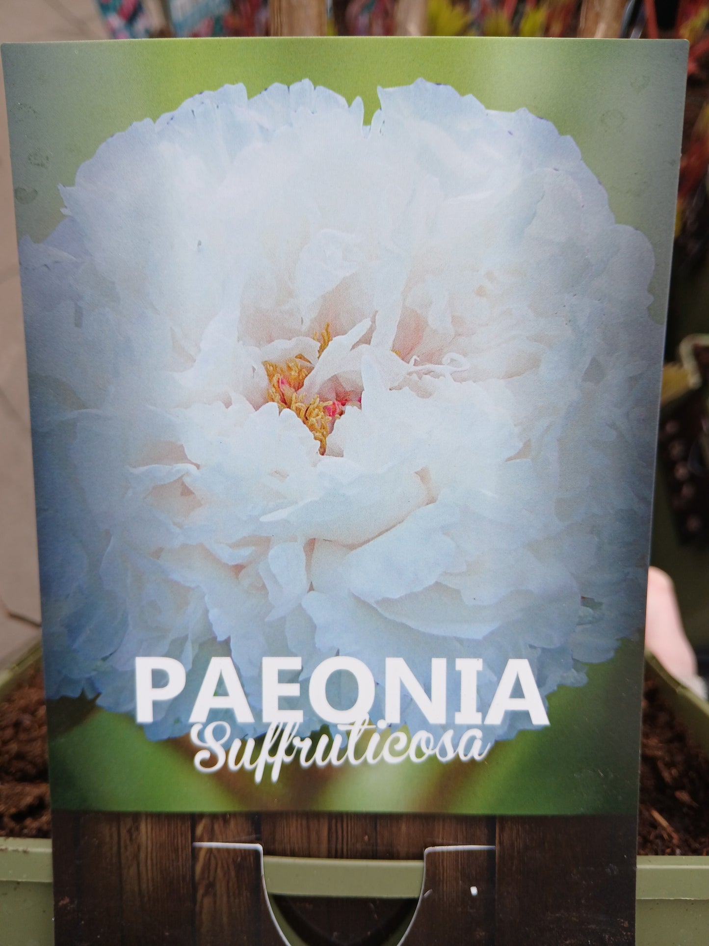 Paeonia suf. Chinese / P23(5Ltr)TERRA