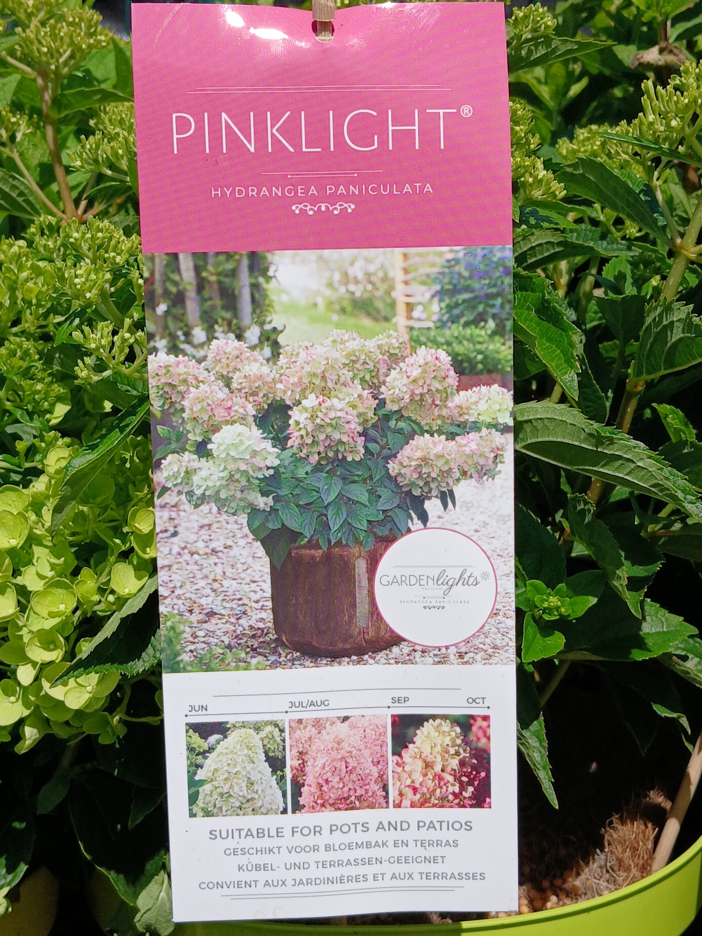 Hydrangea pan. Garden Lights mix / 7.5ltr