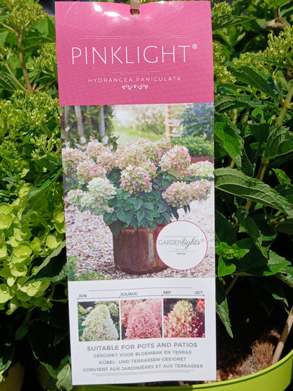 Hydrangea pan. Garden Lights mix / 7.5ltr