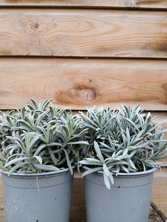 Herbs in Varieties (Lavandula / Rosmarinus / Thymus) / 14Cm