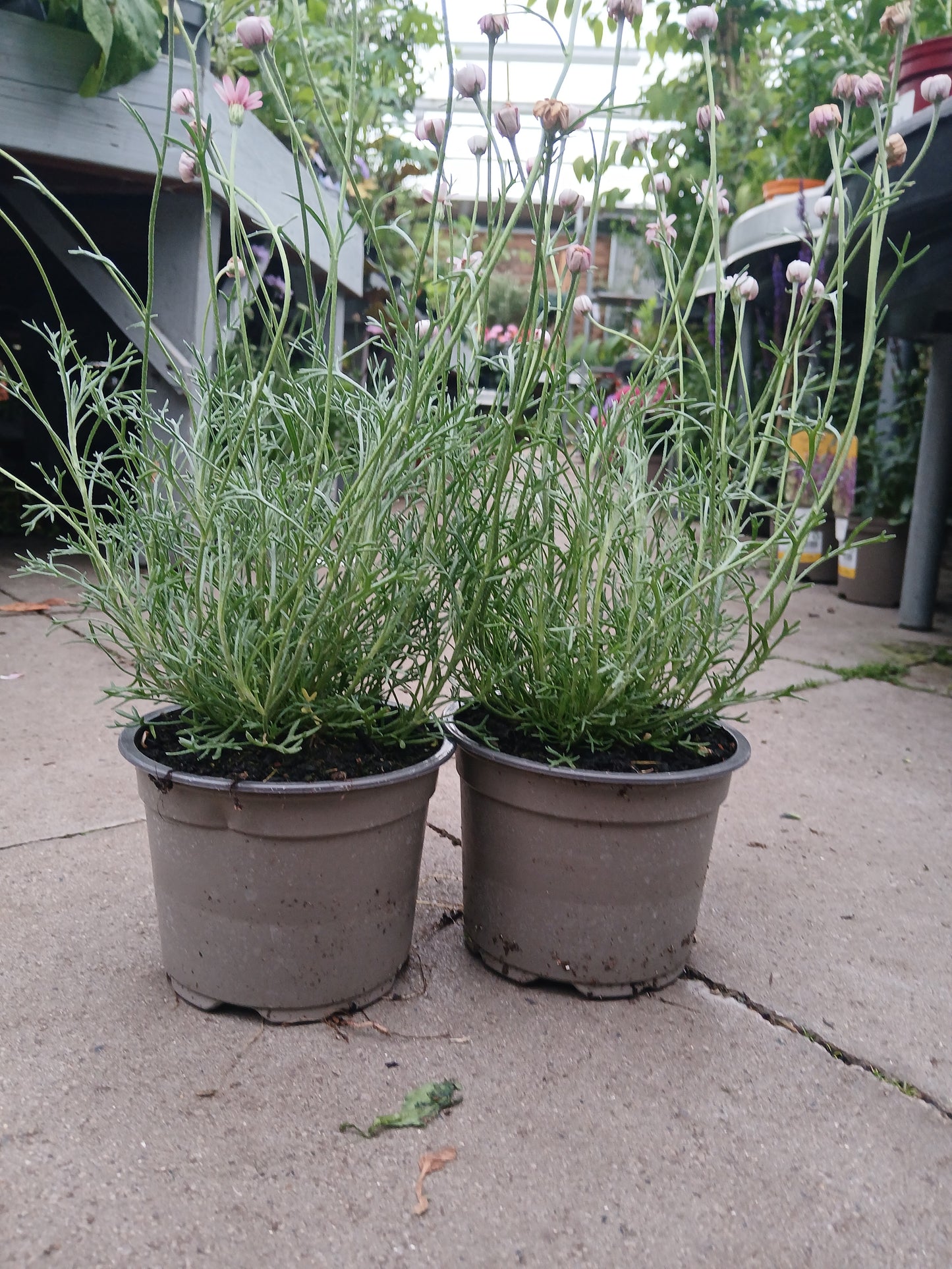 Rhodanthemum hyb. Marrakech / 2L