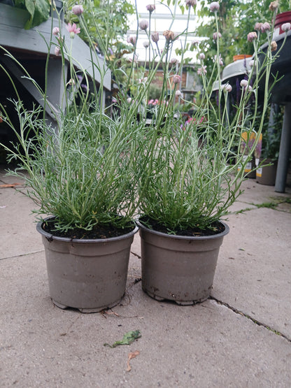Rhodanthemum hyb. Marrakech / 2L