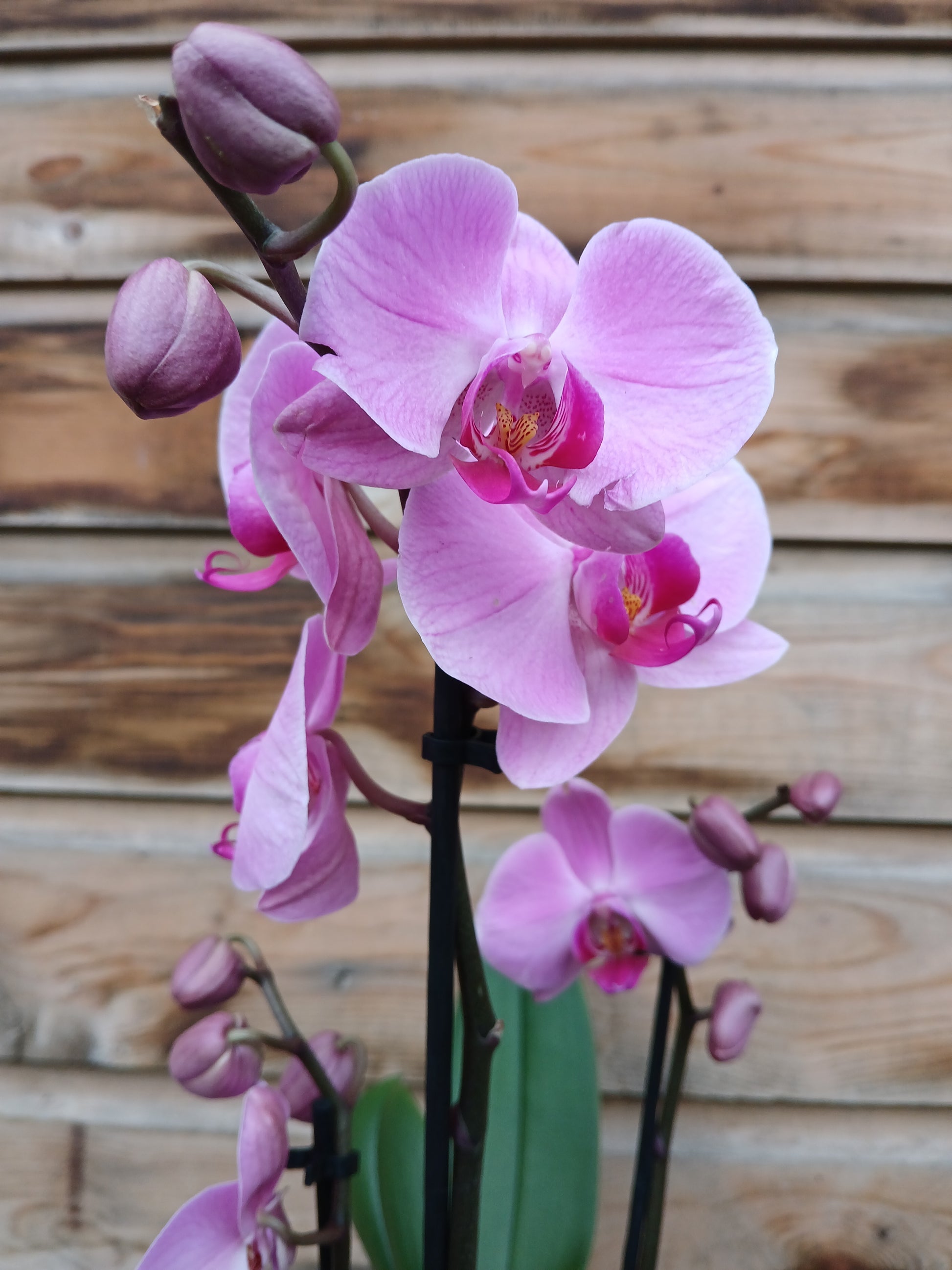 Phalaenopsis mix / P12 - 3 stem/40 cm-Easy Garden Centre