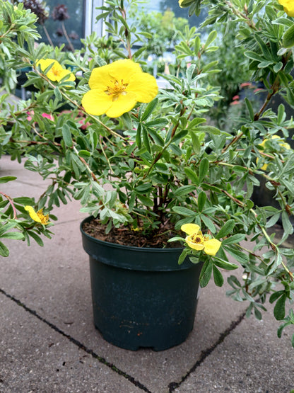 Potentilla fruticosa mix P19