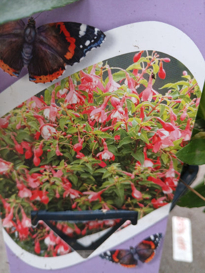 Fuchsia Hardy in varieties / P17 (2 Ltr) Square