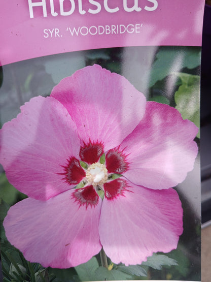 Hibiscus Syracus Mix / C3 55cm