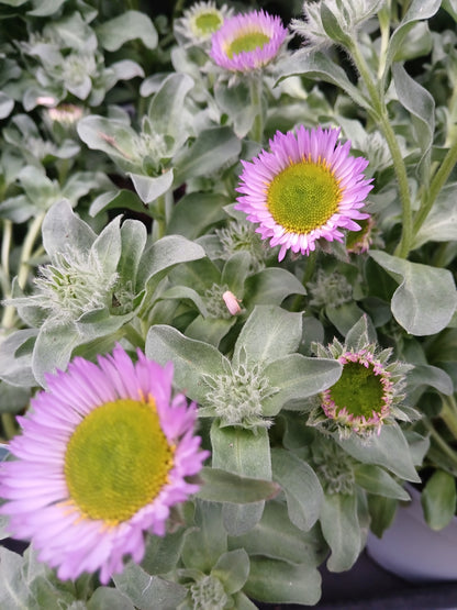 Erigeron Sea Breeze Mauve / 3 lt.