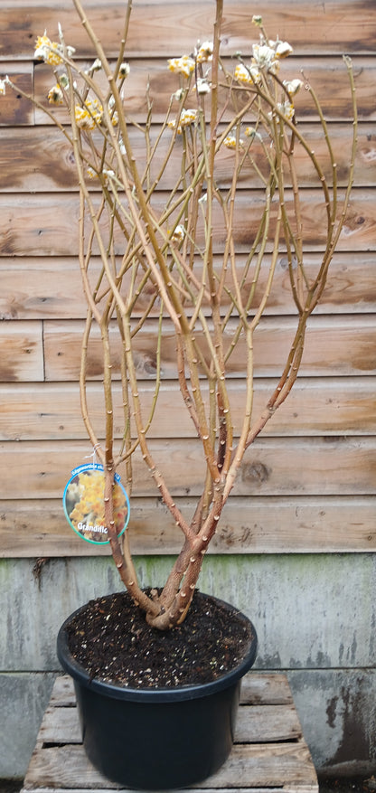 Edgeworthia chrys. Grandiflora / C20