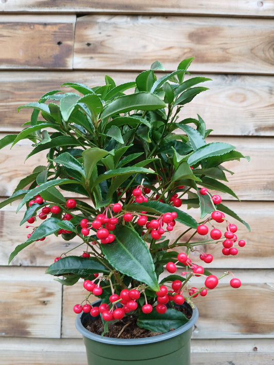 Ardisia crenata red / P14 (premium)-Easy Garden Centre