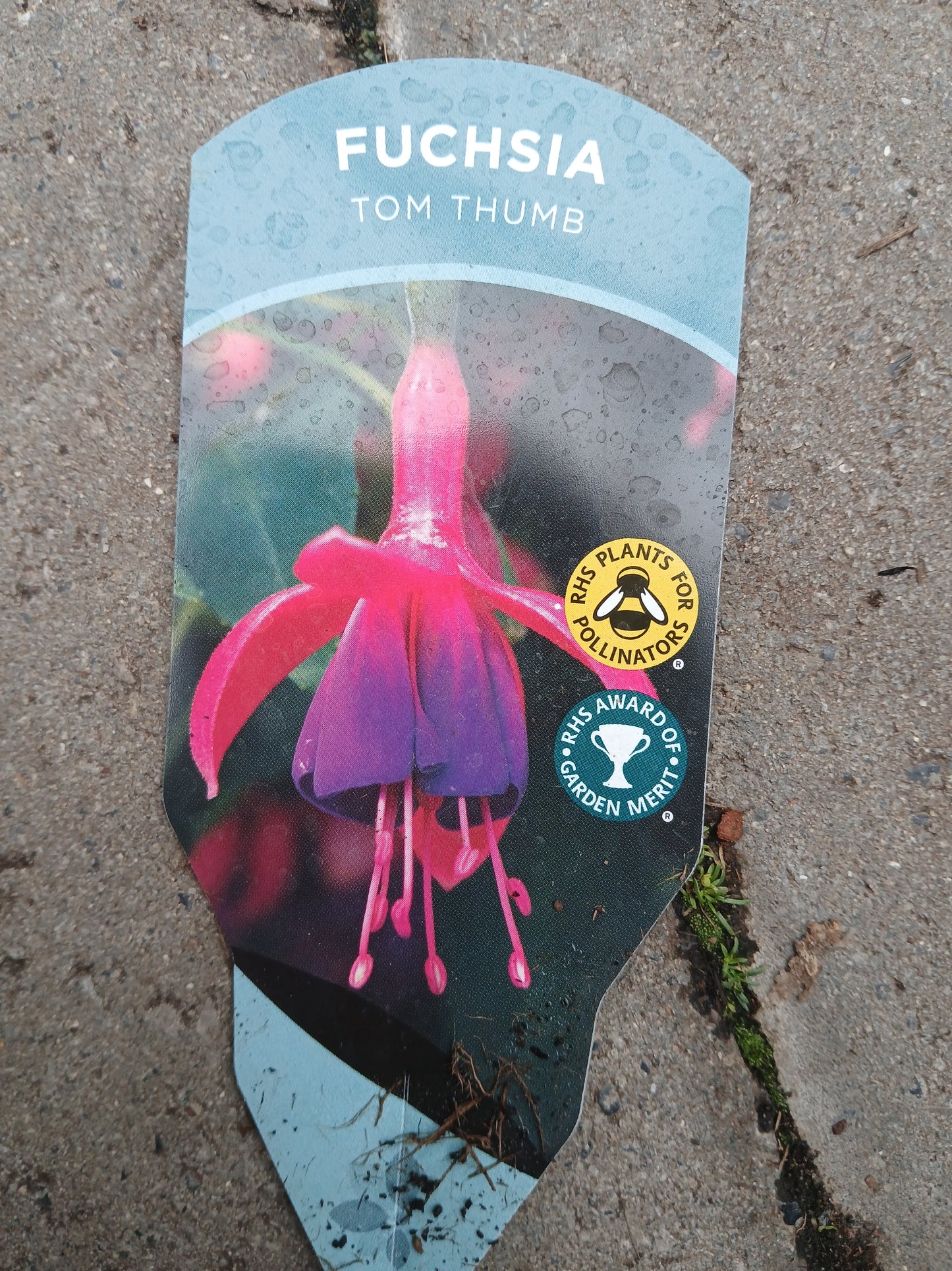 Fuchsia 'Tom Thumb' / 2 lt.