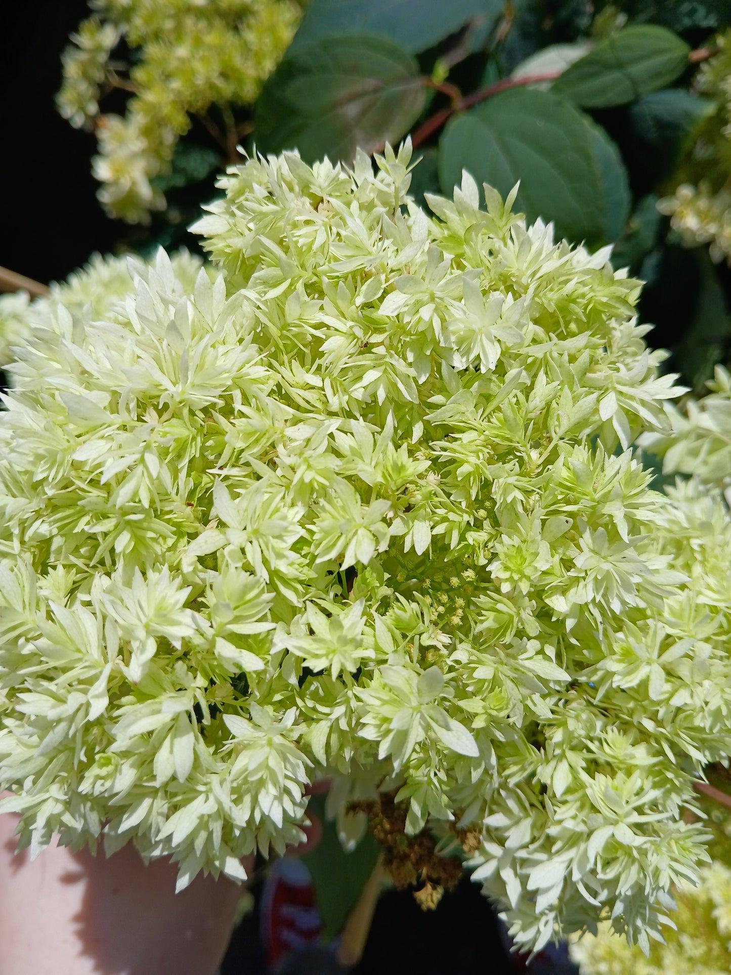 Hydrangea arbor. 'Hayes Starburst' / 3 Ltr pot