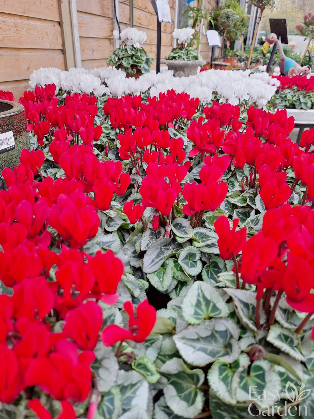 Colour that keeps the garden going