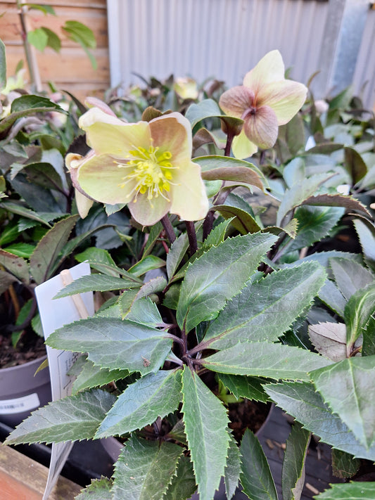 helleborus 'Guess' p17