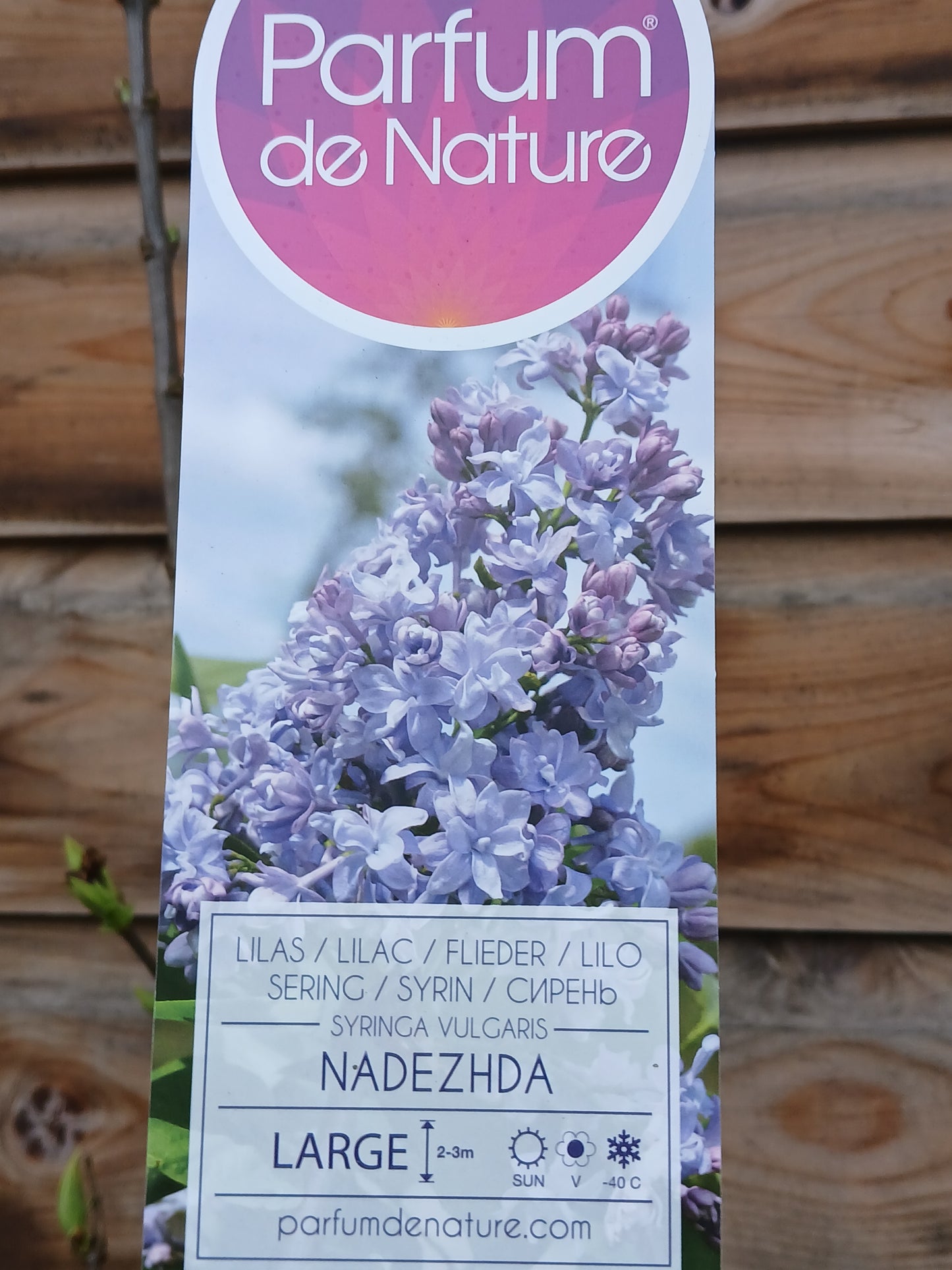 Syringa in varieties / P29 (10 Ltr)