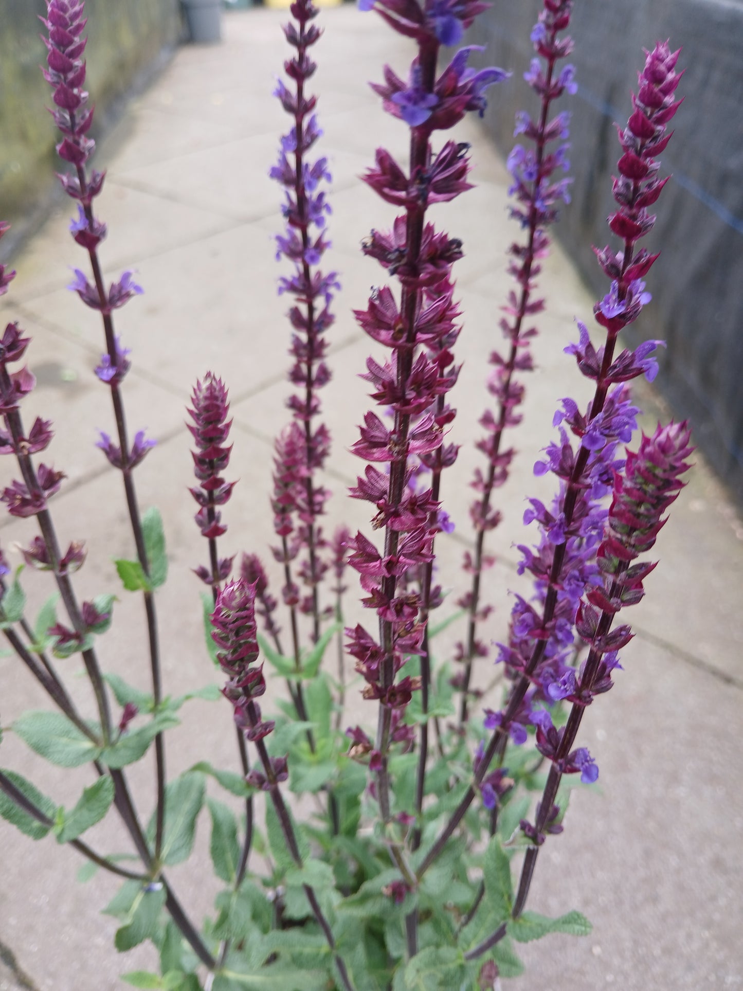 Salvia Mix 2lt