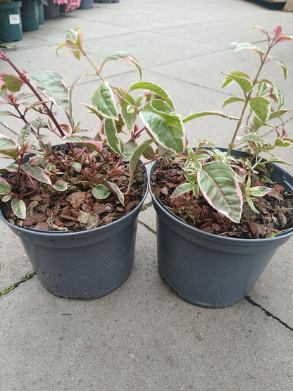 FUCHSIA Sunray / 2 Litre