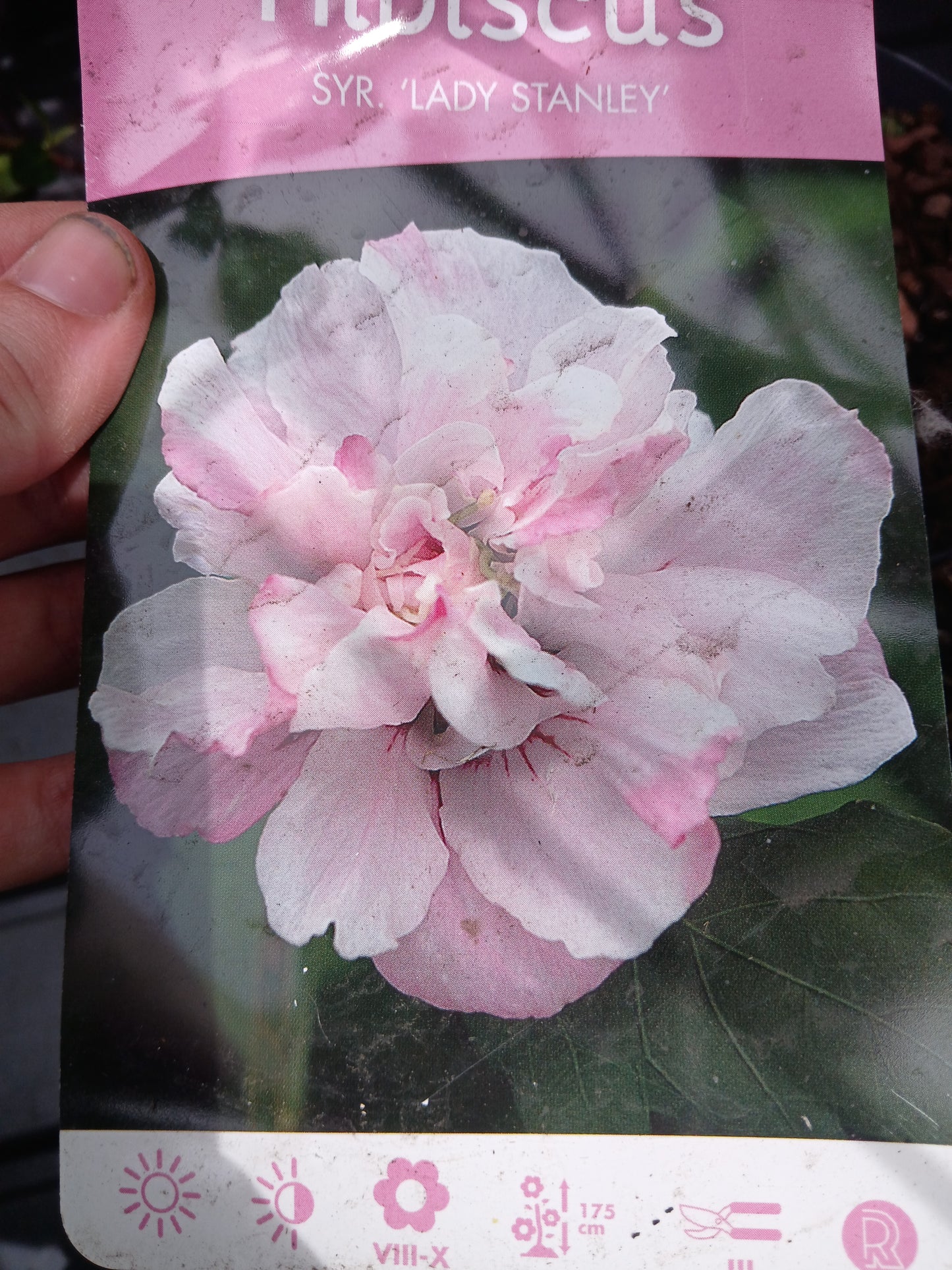 Hibiscus Syracus Mix / C3 55cm