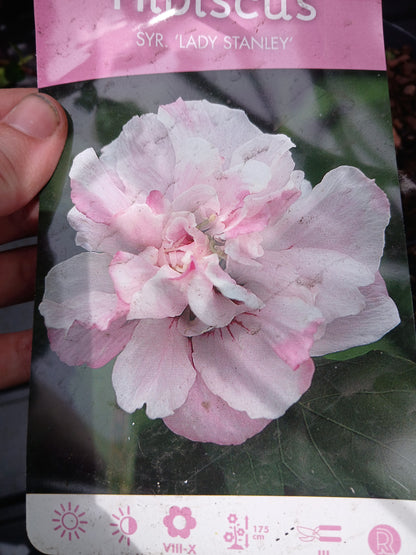 Hibiscus Syracus Mix / C3 55cm
