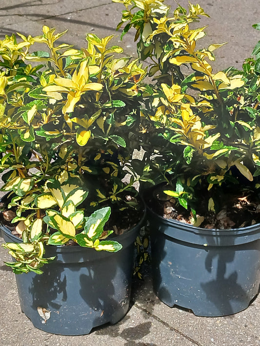 Euonymus Mix / C2 - 25cm