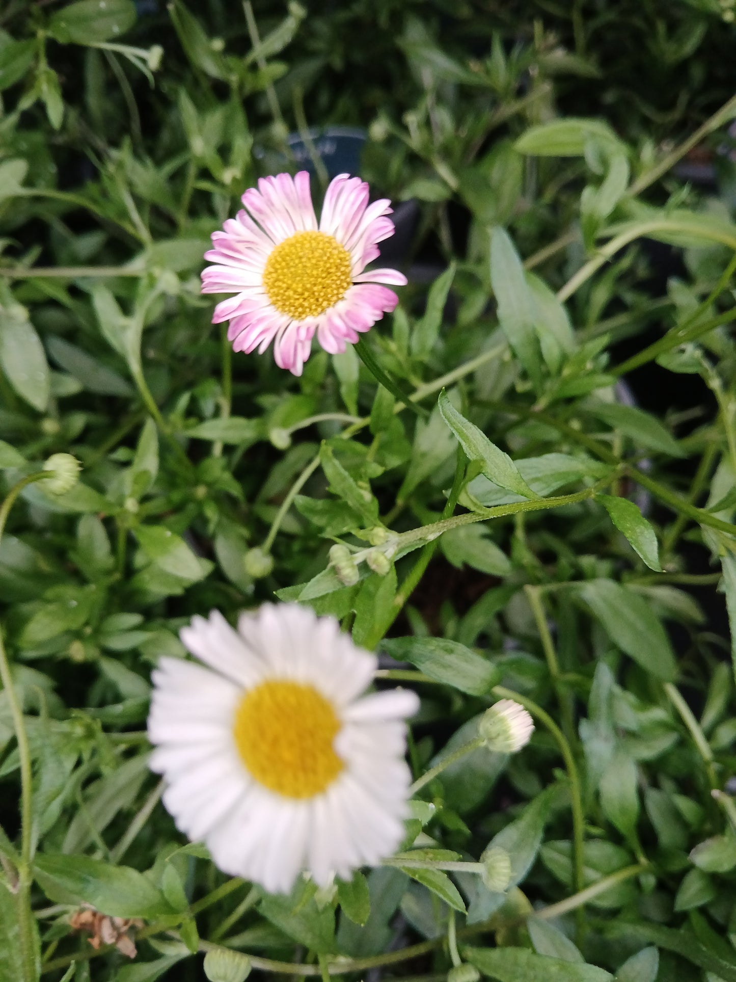 Erigeron Stallone / 2 lt.