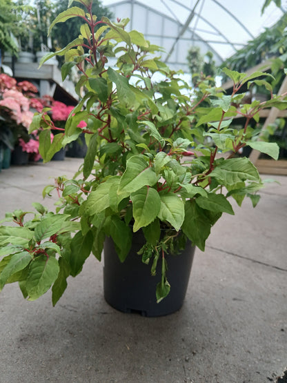 FUCHSIA Genii / 2 Litre