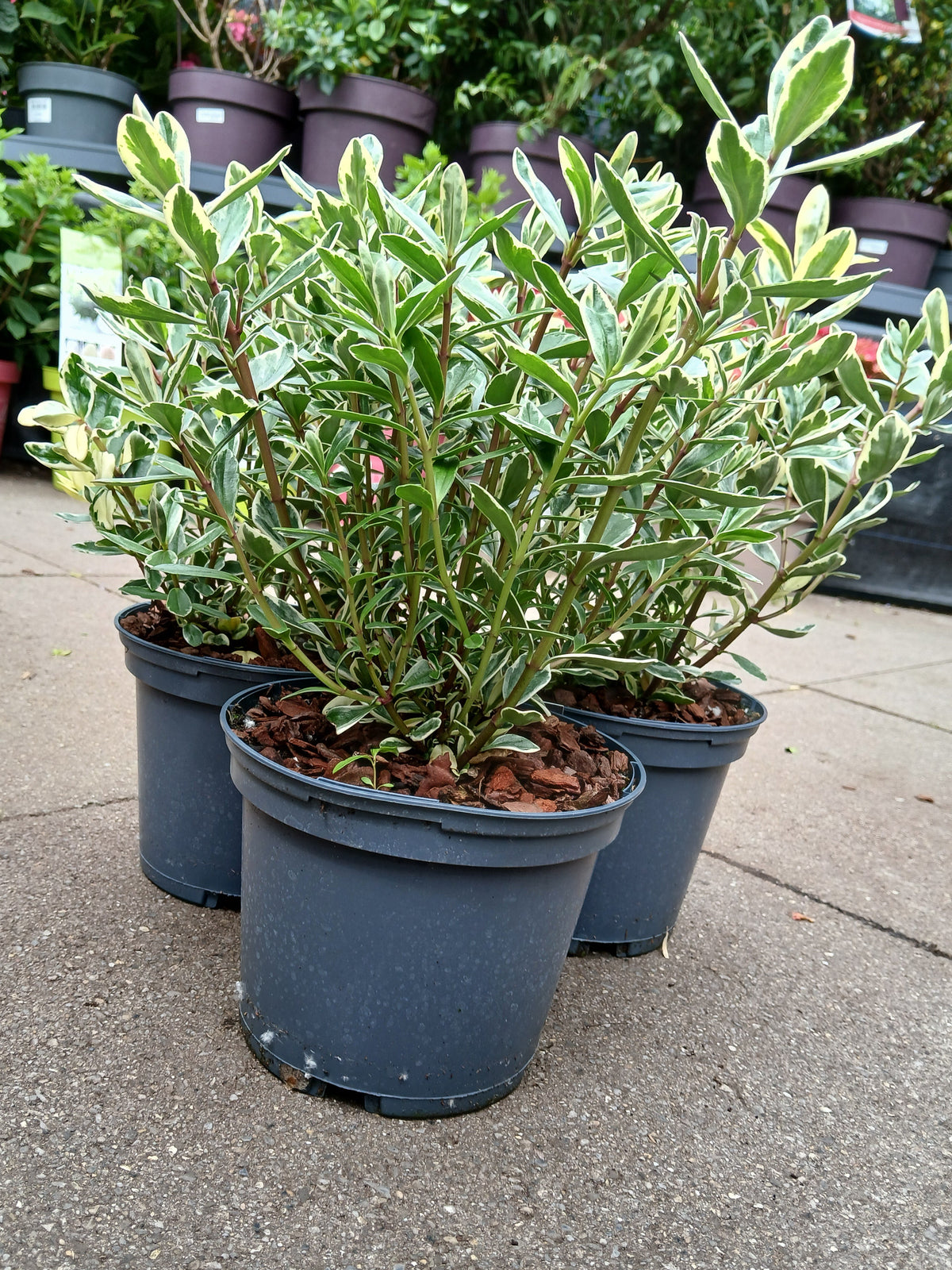 HEBE elliptica Variegata / 2 Litre