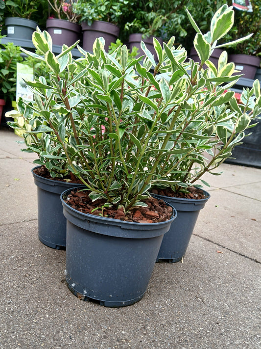 HEBE elliptica Variegata / 2 Litre