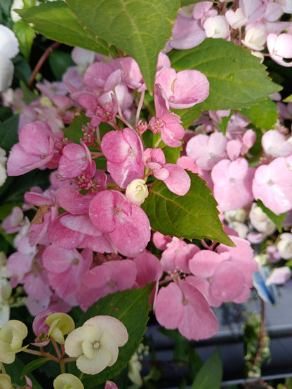 Hydrangea hybr. Runaway Bride® / P20 (3,5 Ltr)