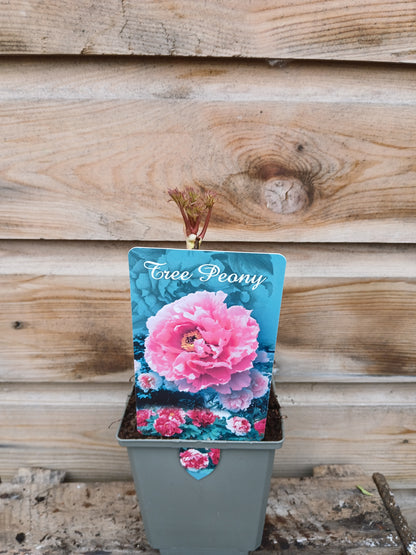 Paeonia suf. Chinese / P11