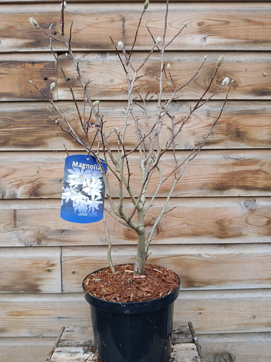 Magnolia stellata / 5L / 23Cm