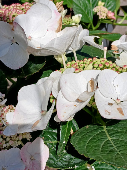 Hydrangea Lacecap / P23 (5 LTR)