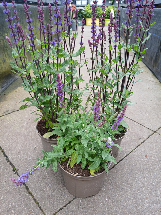 Salvia Mix / 2L