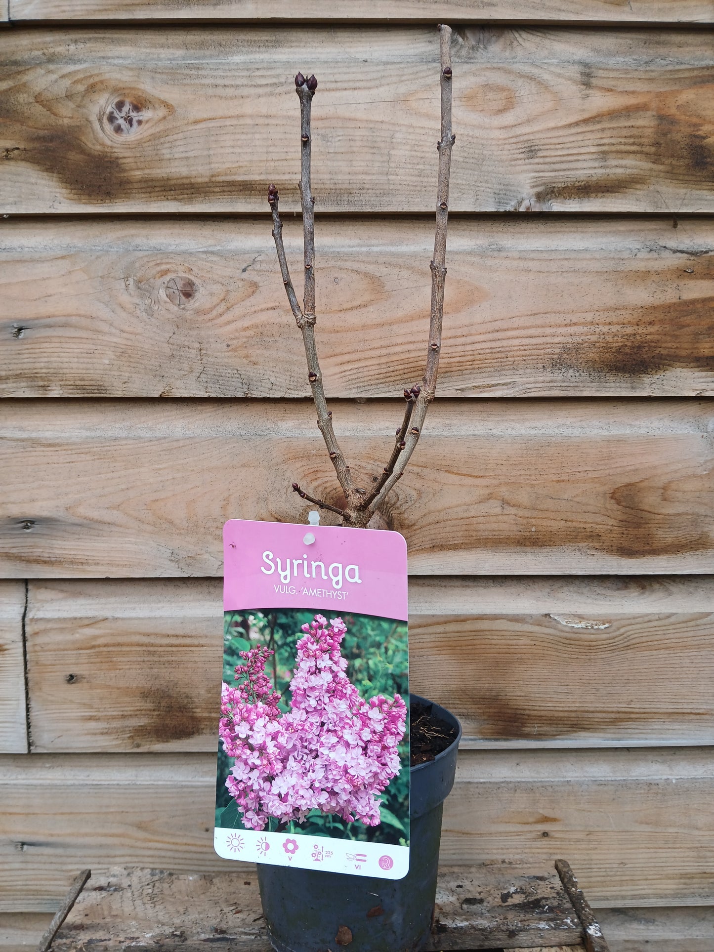 Syringa Vulgaris Mix / P15 - 45cm