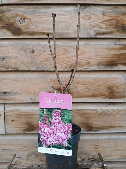 Syringa Vulgaris Mix / P15 - 45cm