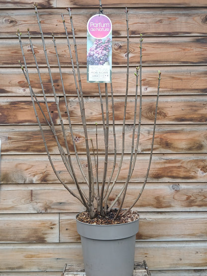 Syringa in varieties / P29 (10 Ltr)
