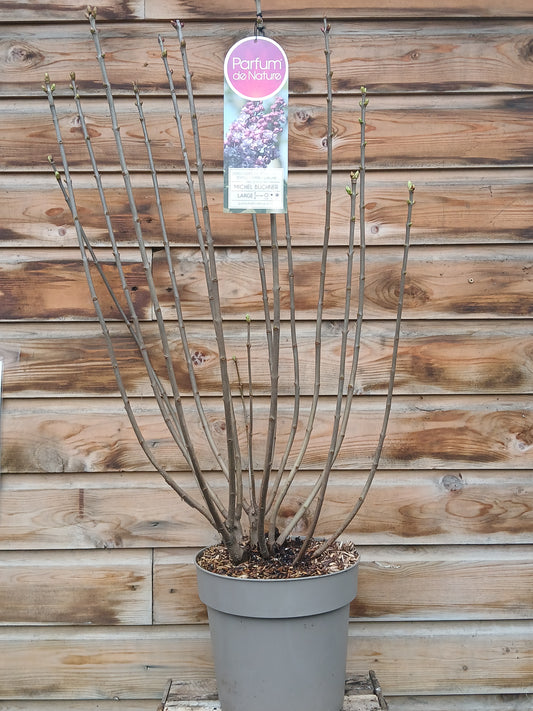 Syringa in varieties / P29 (10 Ltr)